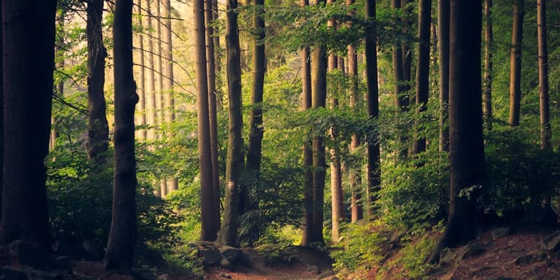Environmental Science