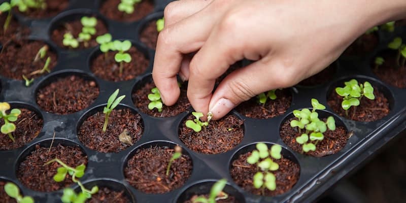Permaculture