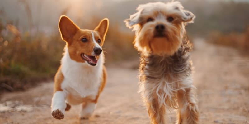 Pet Care